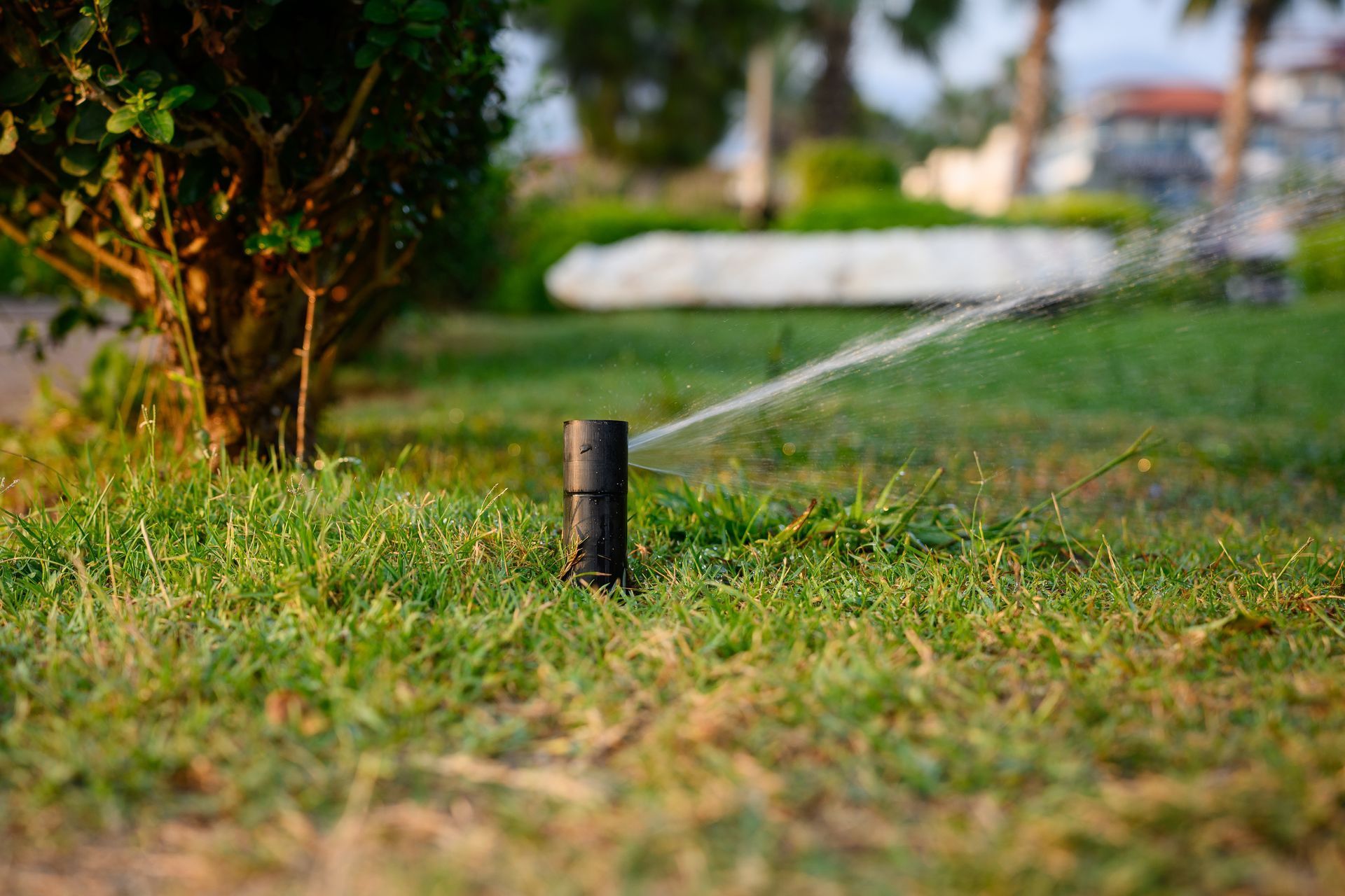 Garden sprinkler watering green grass near a tree
