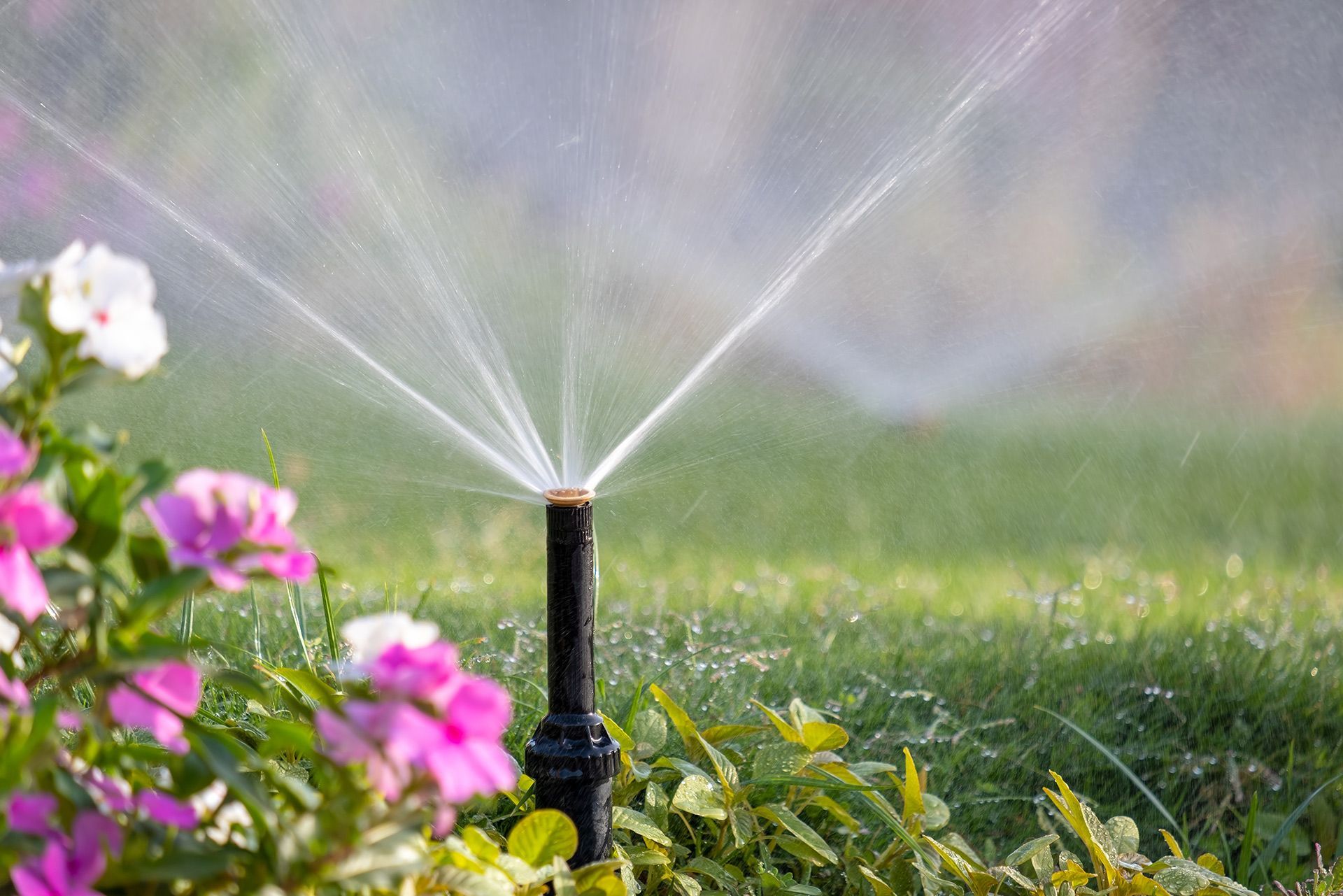 Sprinkler watering a green lawn with pink flowers in the foreground