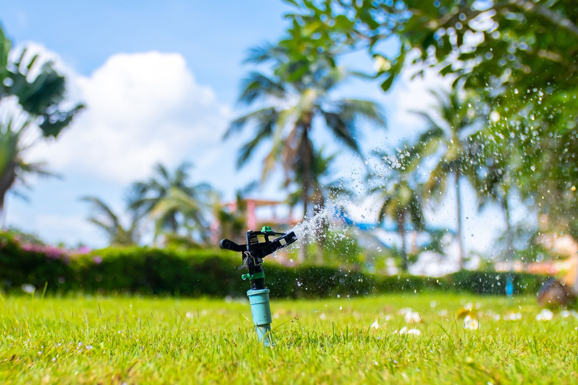 Sprinkler watering a green lawn with palm trees and blue sky in the background