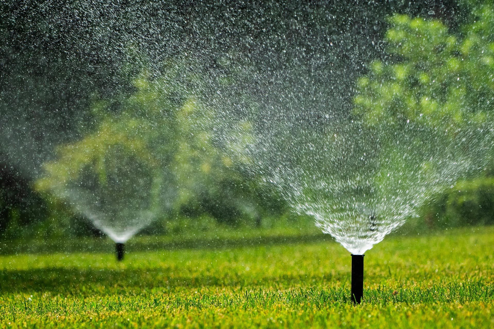 Sprinklers watering a green lawn in a garden, with water spraying in the rain