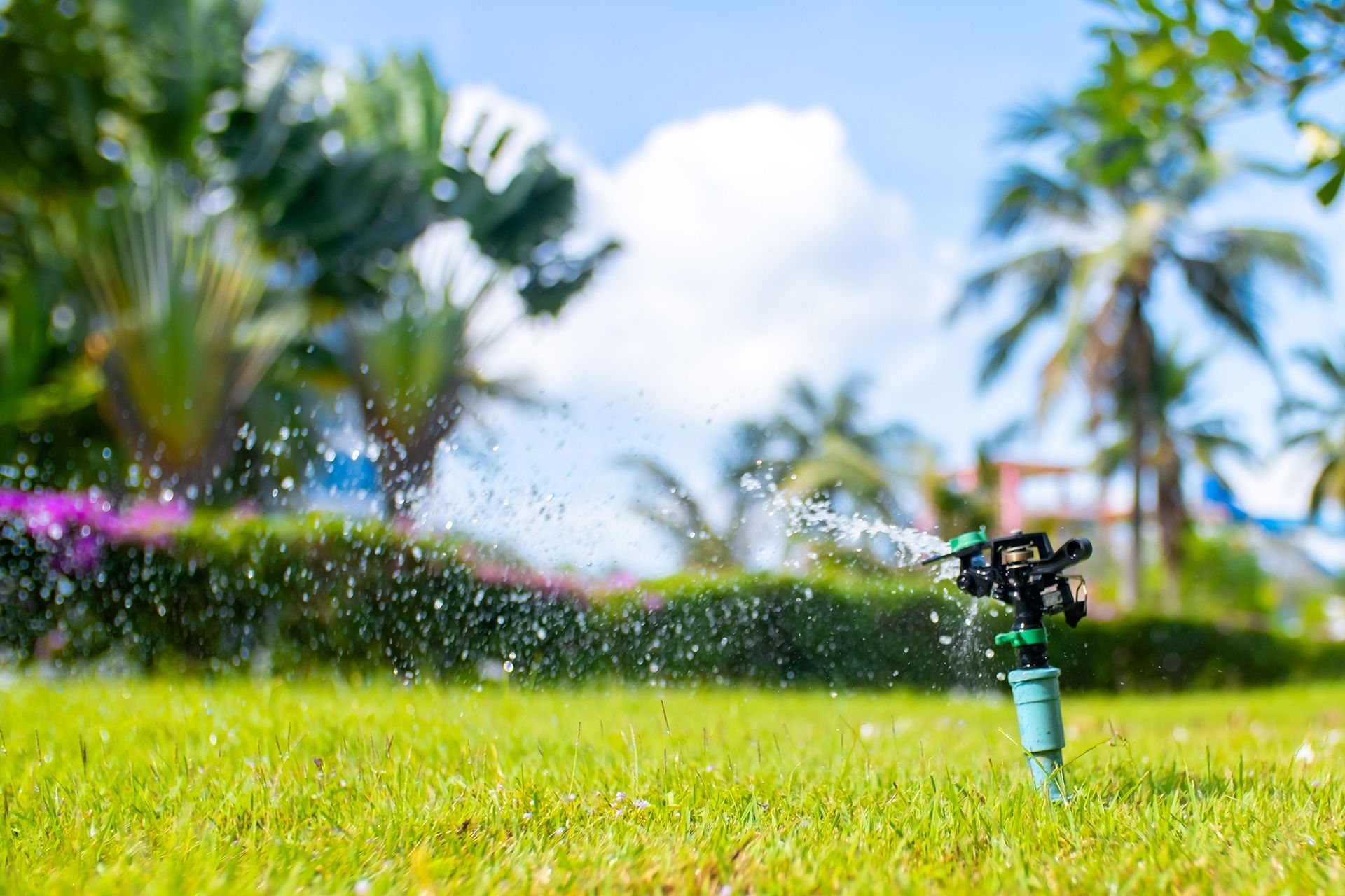 Irrigation sprinkler watering a green lawn in a sunny garden with palm trees in the background