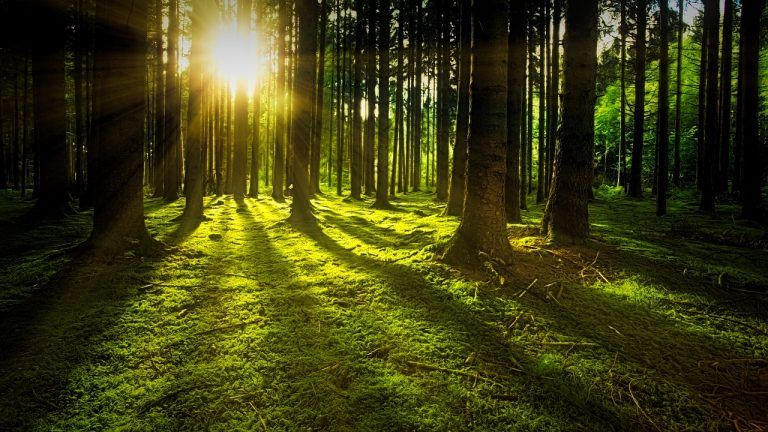 Grove tree care