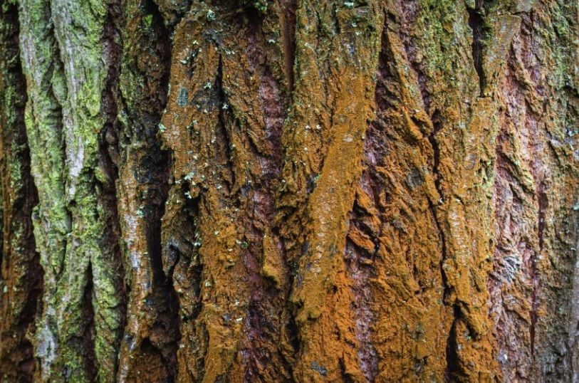 Close-up of tree bark with green, brown, and orange mossy, textured ridges