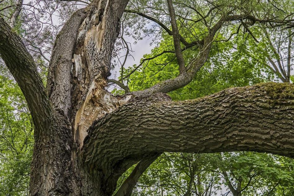 Large tree with a thick horizontal branch and rough bark, viewed from below against a green leafy canopy