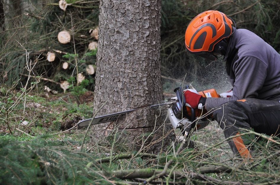 Worker in orange helmet using a chainsaw to cut a tree in a wooded area.