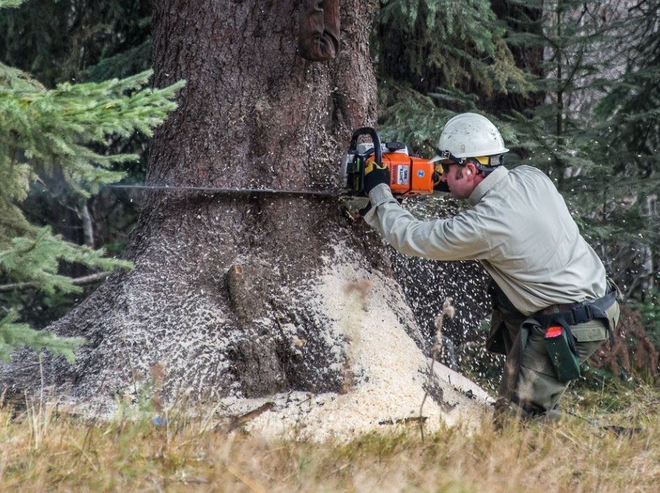Arborist using a chainsaw to cut a large tree trunk in a forest