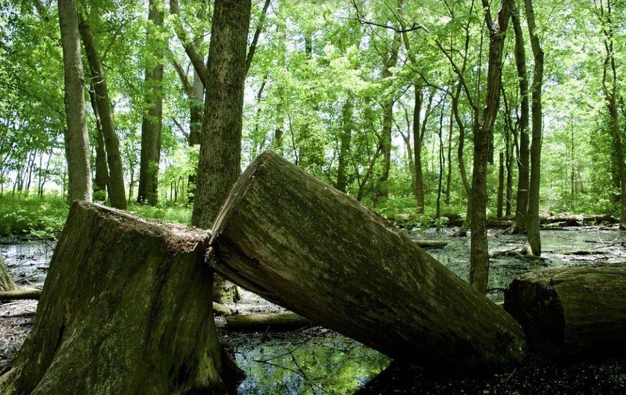 Two large fallen tree trunks in a green forest beside a shallow stream