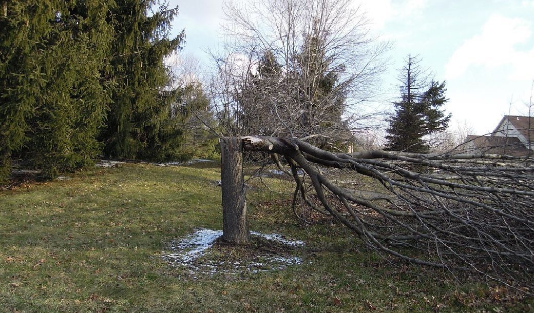 Broken fallen tree in a grassy yard beside evergreens, with a house in the background.