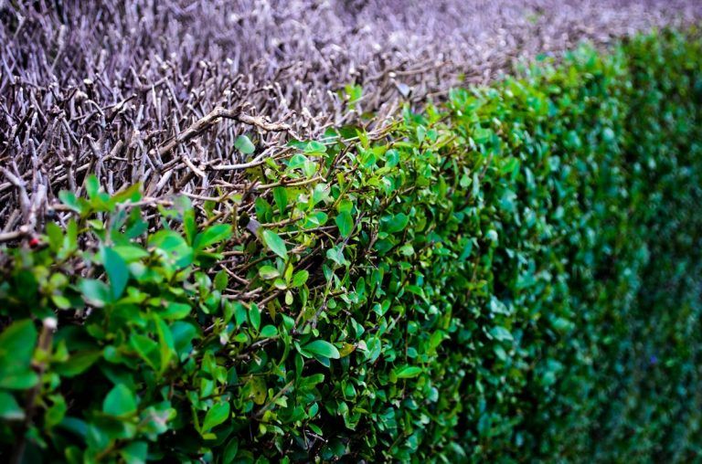 Hedge car and health