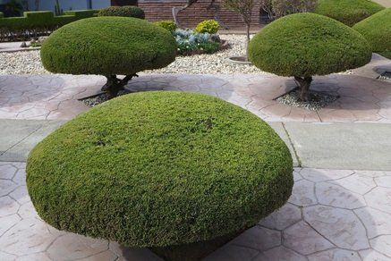 Trimmed bushes