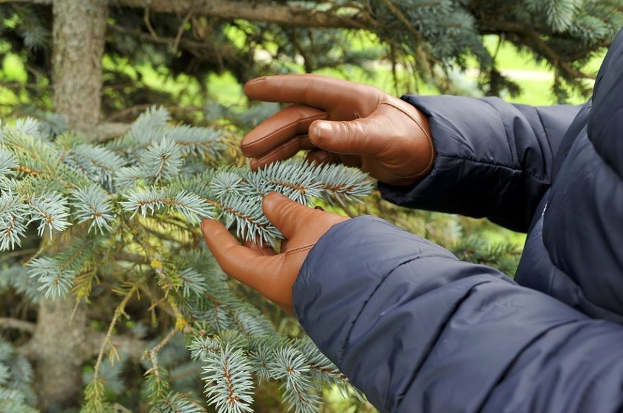 Hands in a dark jacket gently touching blue-green pine needles outdoors.
