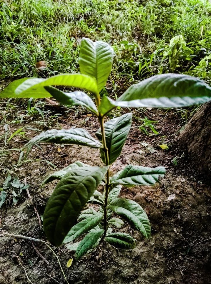 Young coffee plant with glossy green leaves growing in soil outdoors