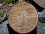 Cut log