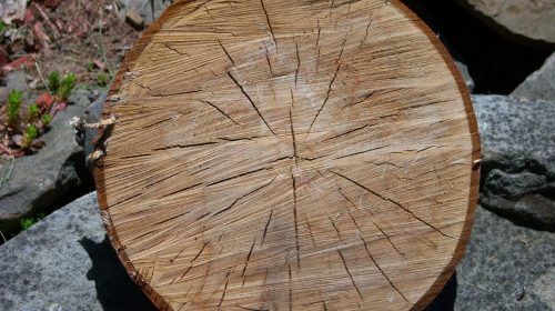 Cut log