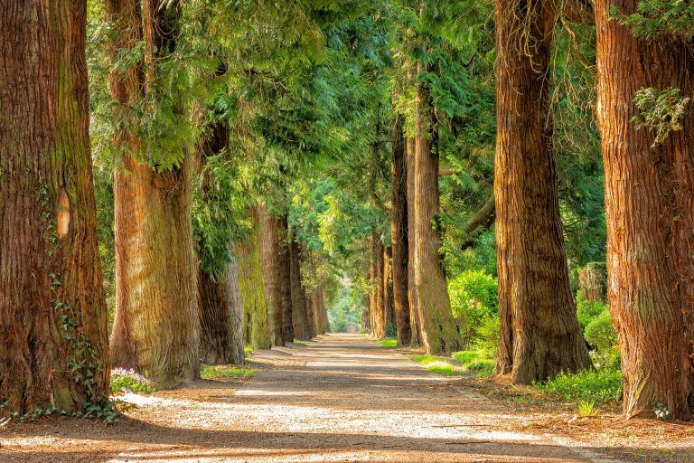 Trees along road