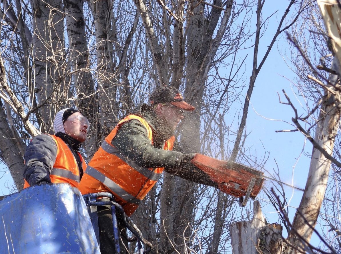 Two workers in orange safety vests cutting tree branches outdoors in winter