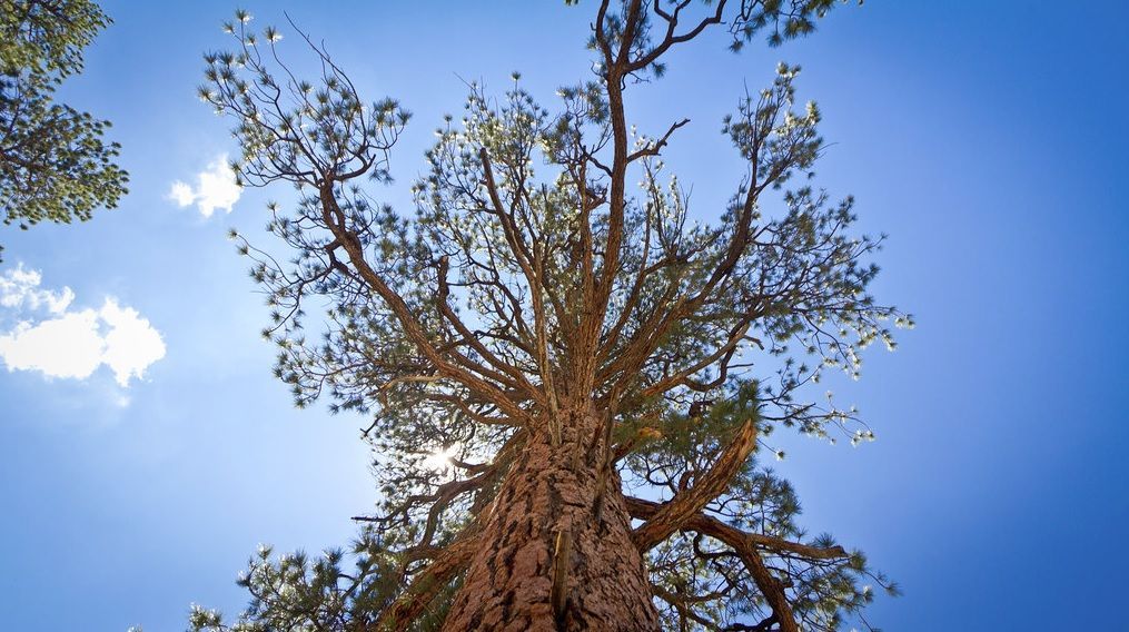 Looking up at a tall tree against a bright blue sky with scattered clouds