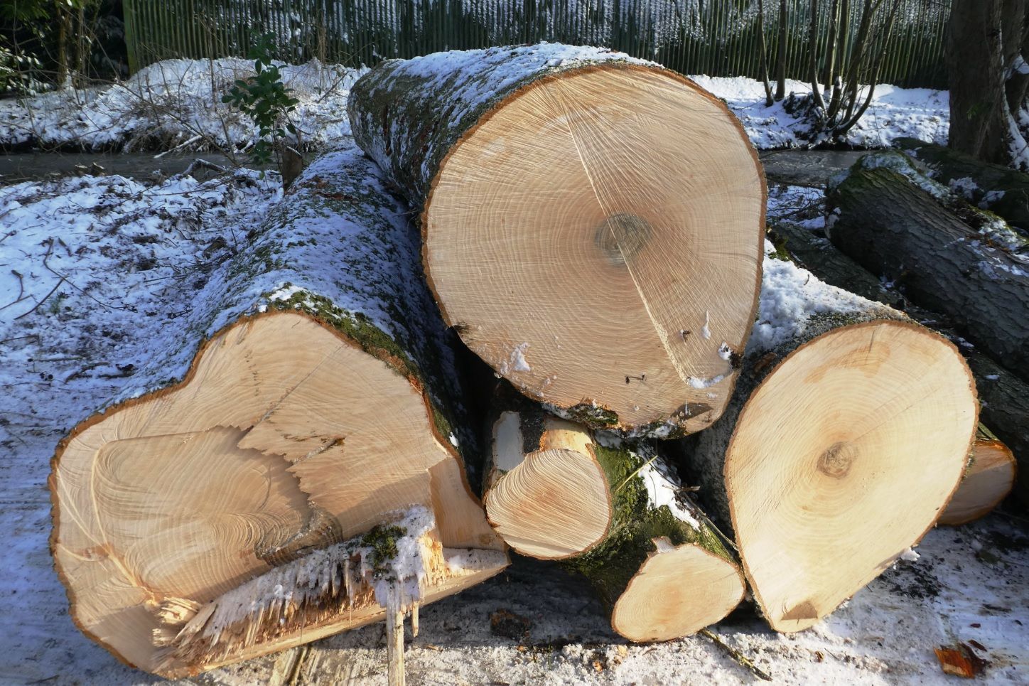 Cut logs stacked on snowy ground in a winter forest clearing