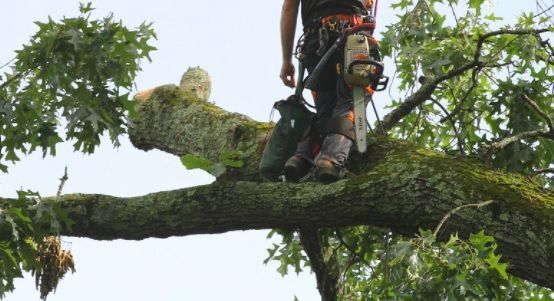 Worker standing on a large tree branch with climbing gear, trimming branches among leafy greenery
