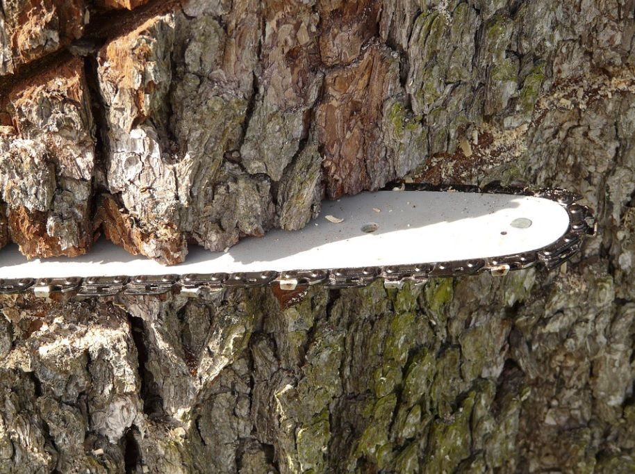 White metal tool blade wedged into rough tree bark outdoors
