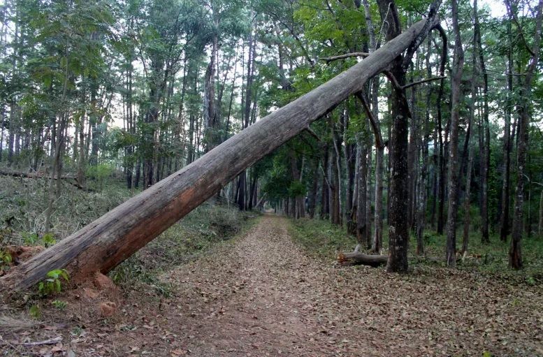 A forest path beside a large fallen tree leaning diagonally across the trail