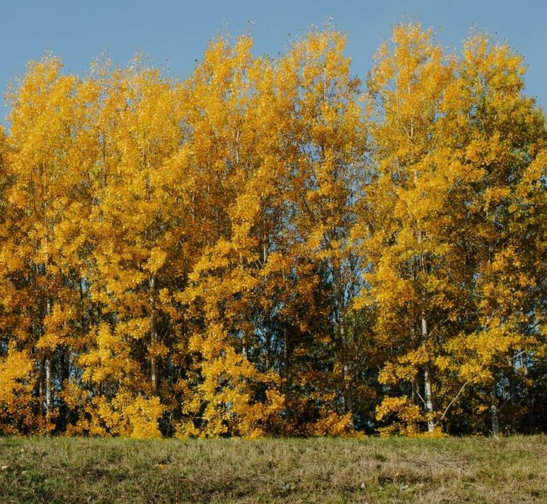 Golden autumn trees along a grassy field under a clear sky