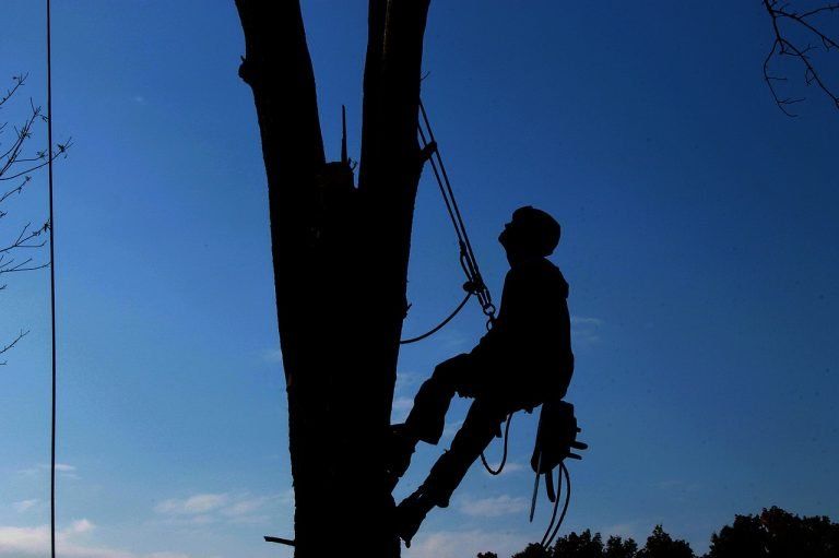 Arborist in tree