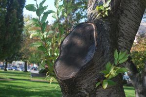 Tree pruned