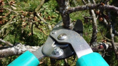 Cutting tree branches