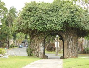 Trimmed hedge