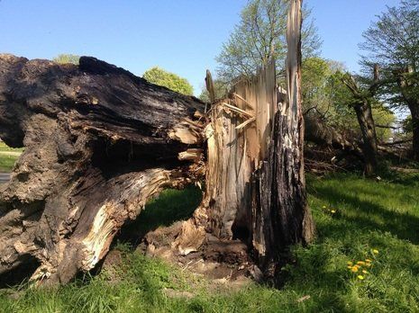 stump removal winnipeg