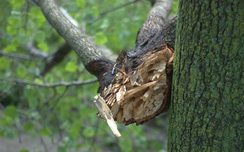 Branch storm damage needs trimming