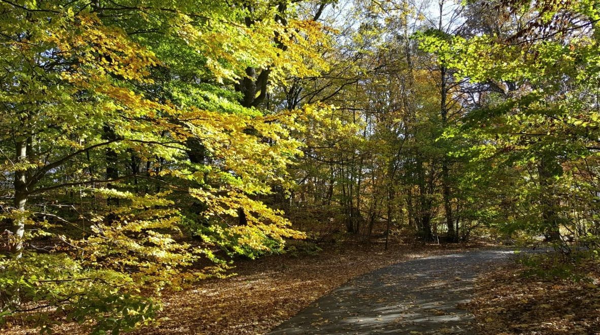 Winding dirt path through a sunlit autumn forest with yellow and green leaves