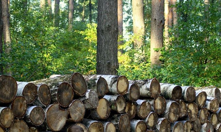 Stacked cut logs in a forest with tall trees and green foliage behind them