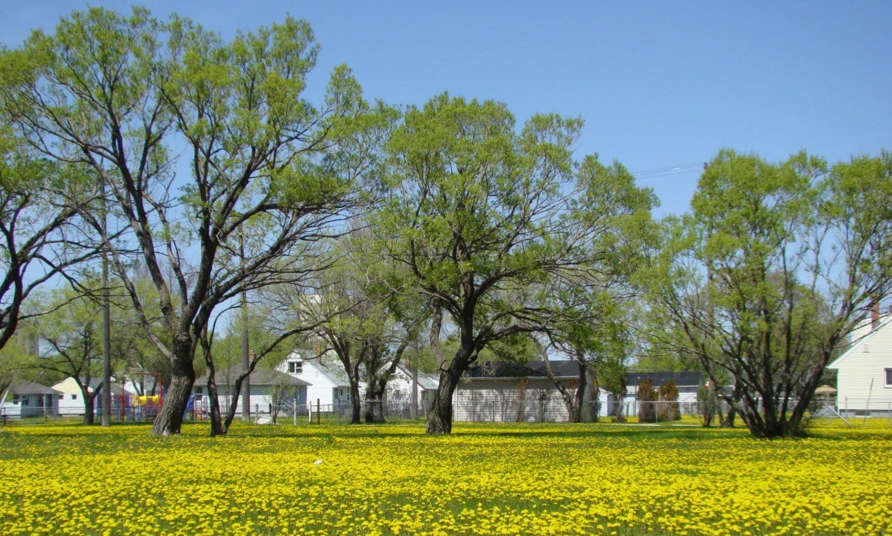 A field with trees and flowers