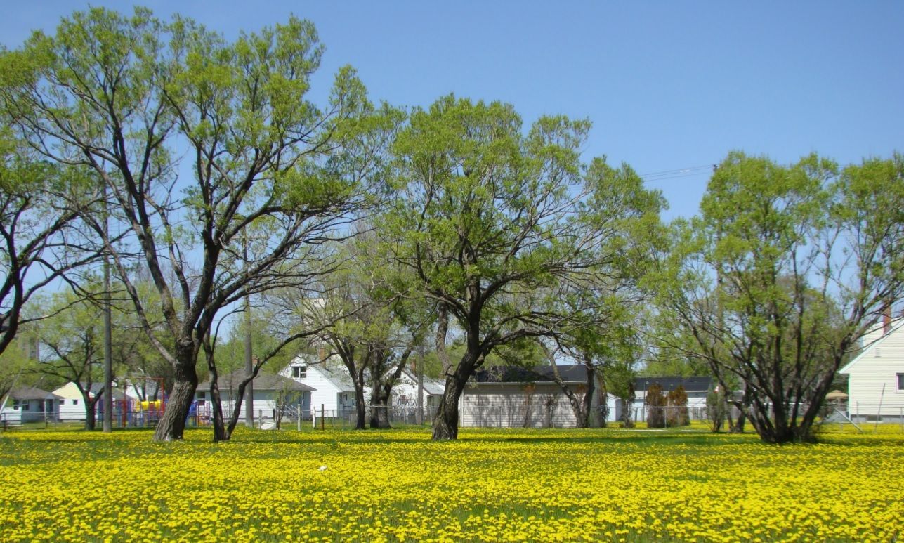 Spring field of yellow flowers with leafy trees and houses under a blue sky