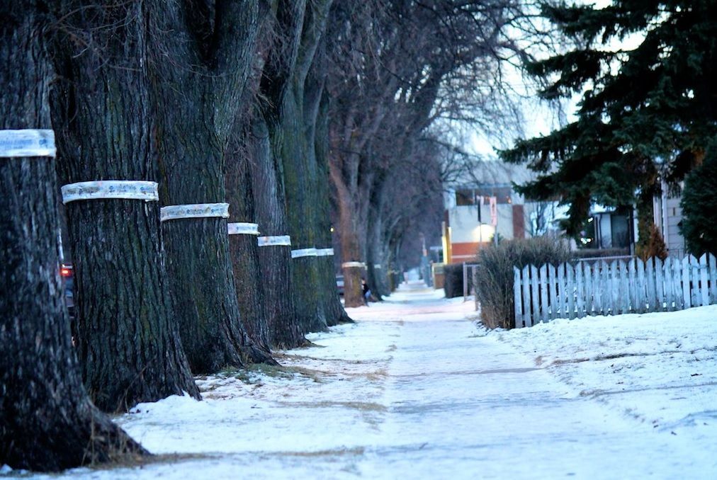 Snowy sidewalk lined with tall trees and a white picket fence on a winter street