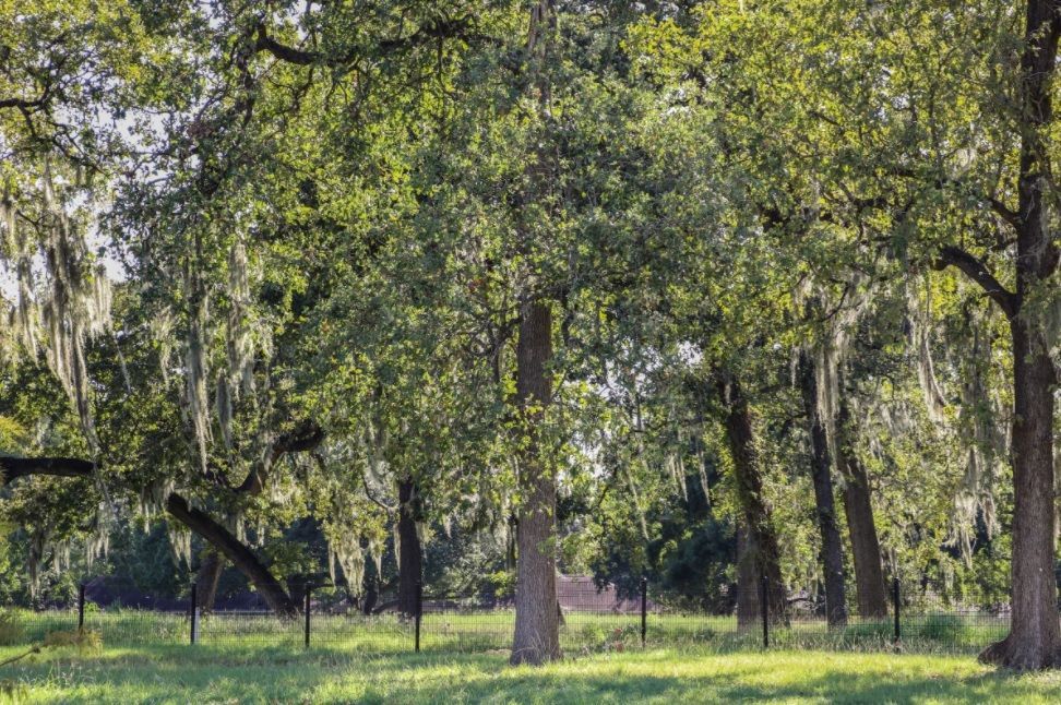 Sunlit park with tall trees, green grass, and a fenced background