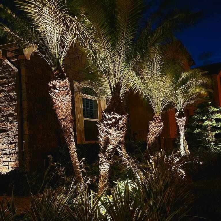 Palm trees landscape lighting
