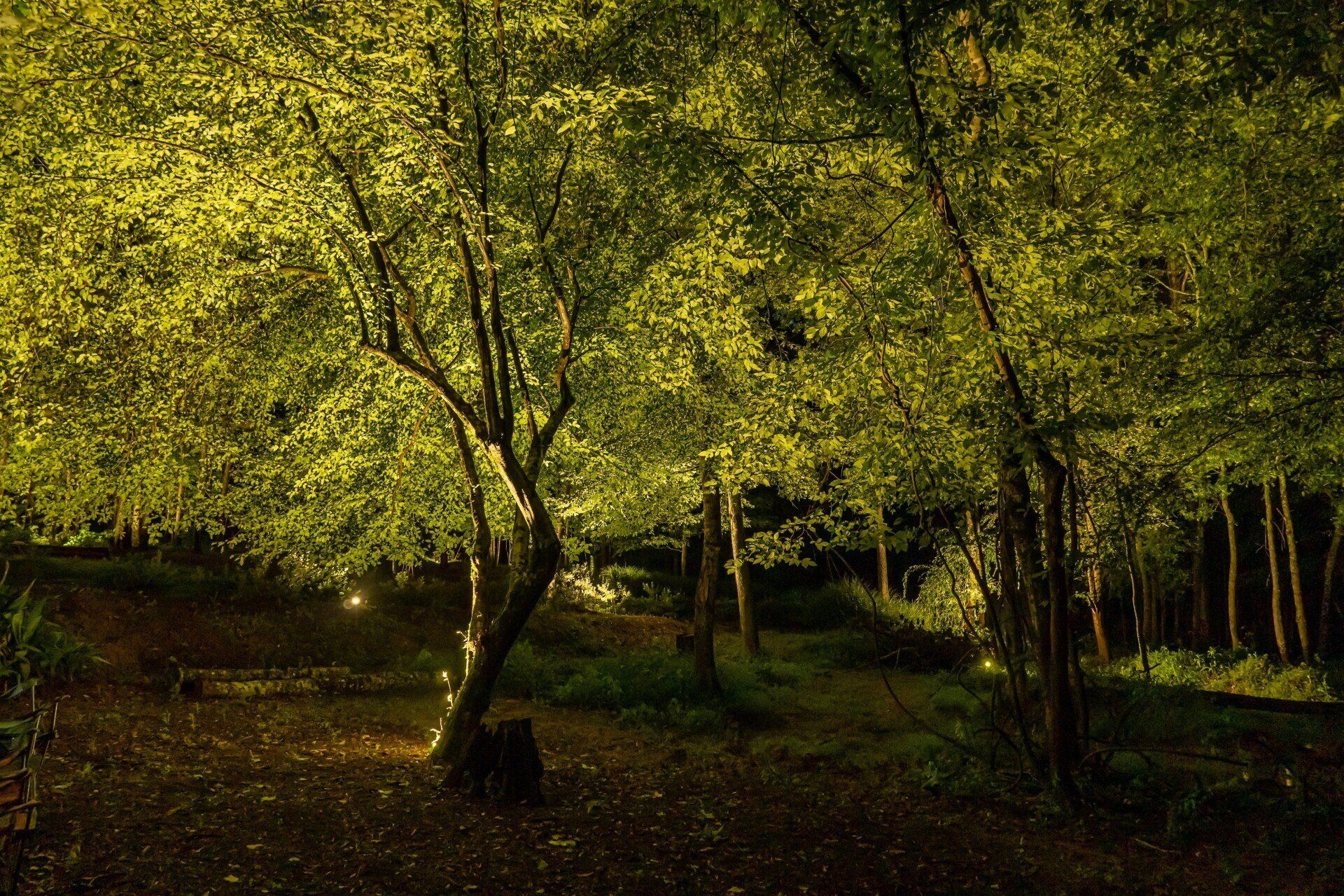 Illuminated trees at night
