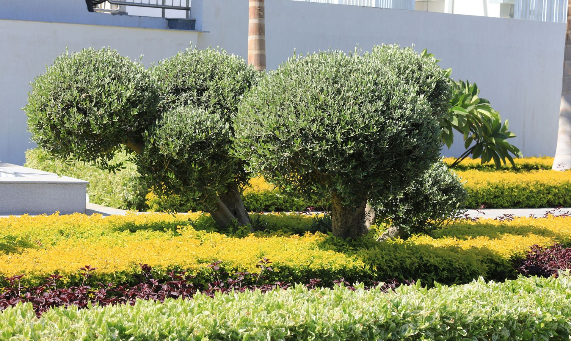 Landscaped garden Hedge Trimming