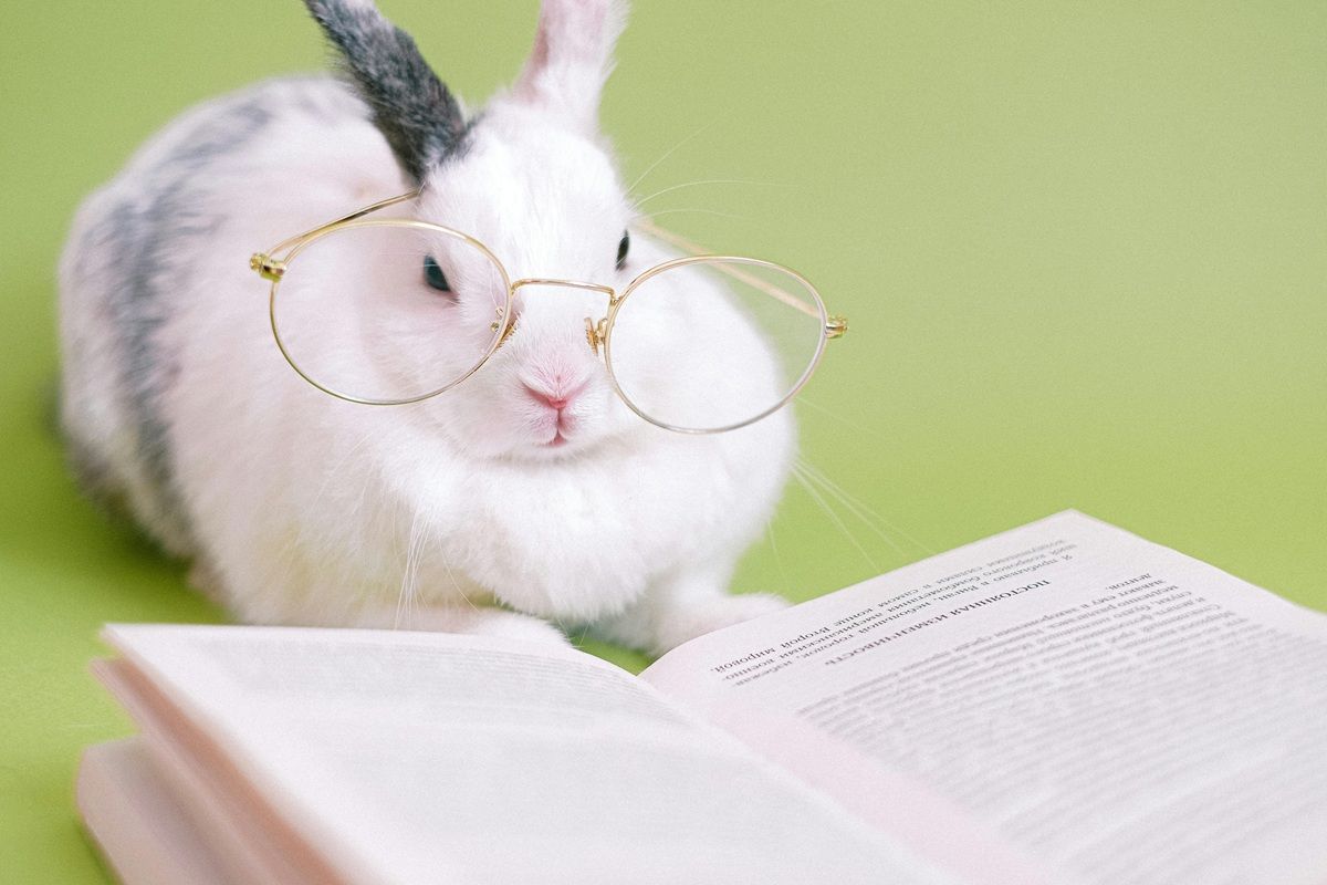 rabbit-wearing-glasses-sitting-on-grass-reading-book