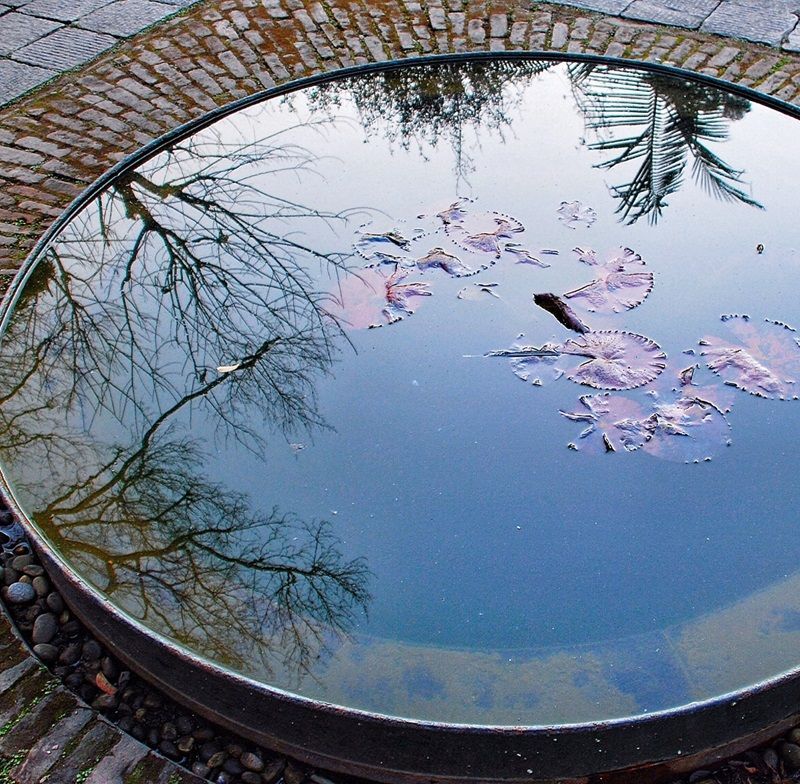 water-pond-reflection-petals