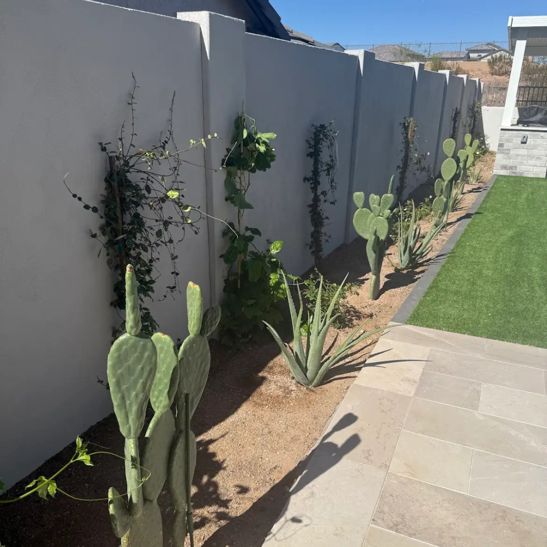 A row of cactus plants growing next to a white fence.
