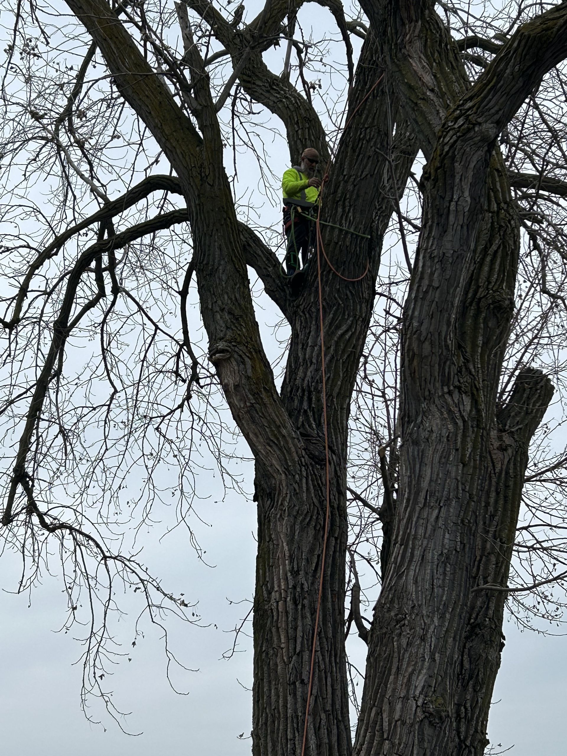 Arborist in a tree, wearing a yellow safety vest and climbing gear, trimming branches. Gray sky.