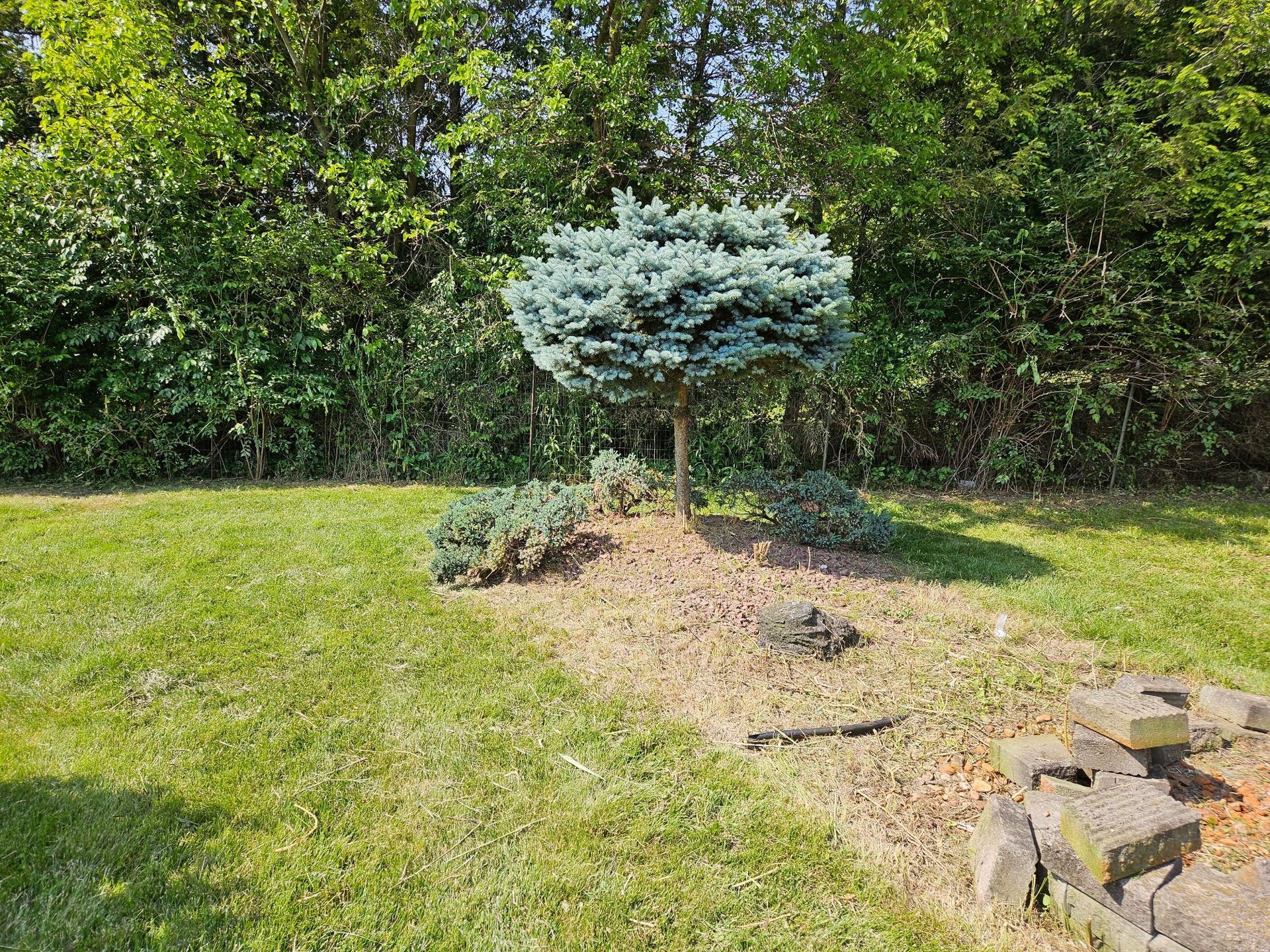 Blue spruce tree with a rounded top, in a garden bed with grass and a background of green foliage.