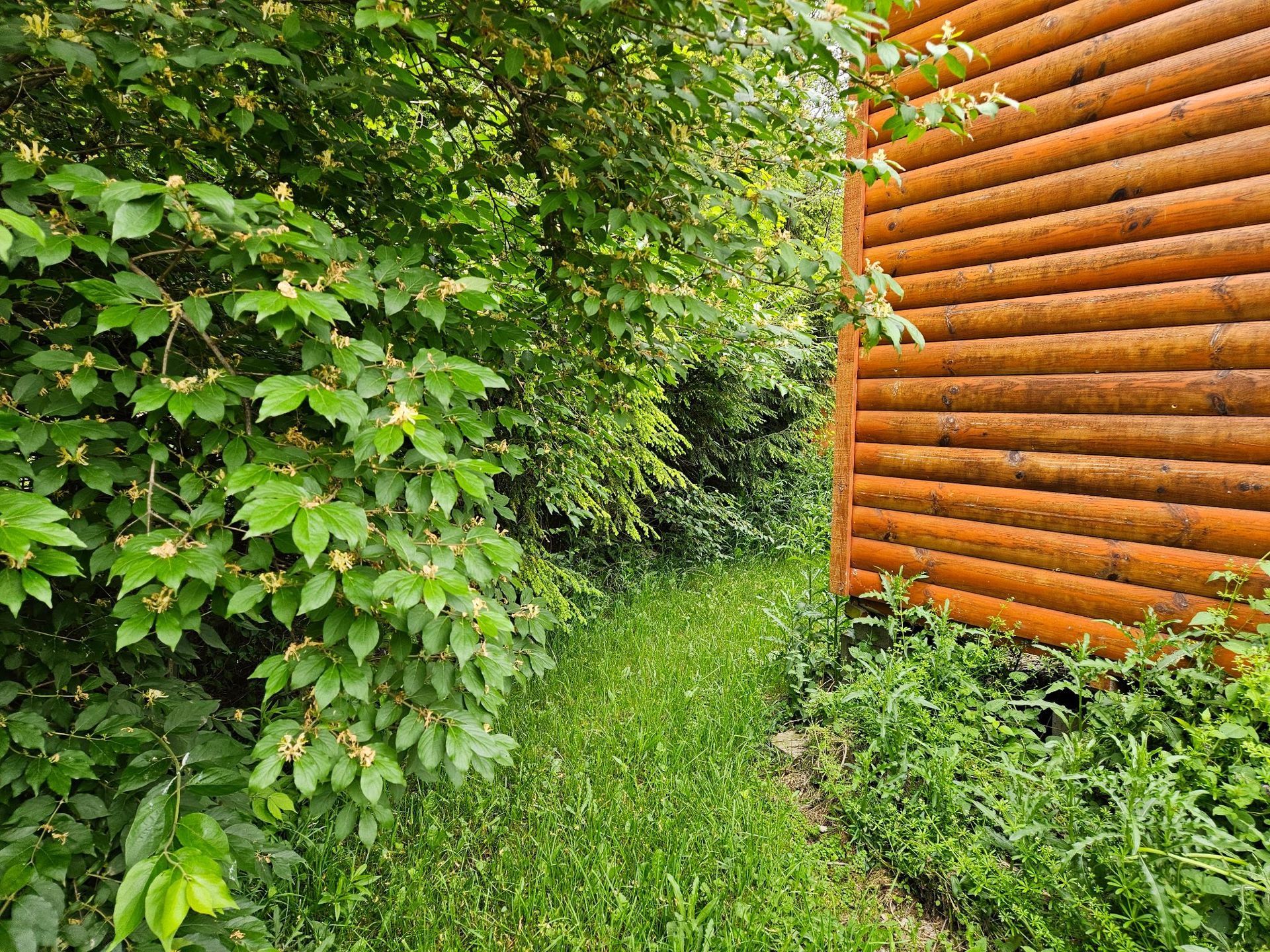 Green foliage and grass border a wood-paneled building.