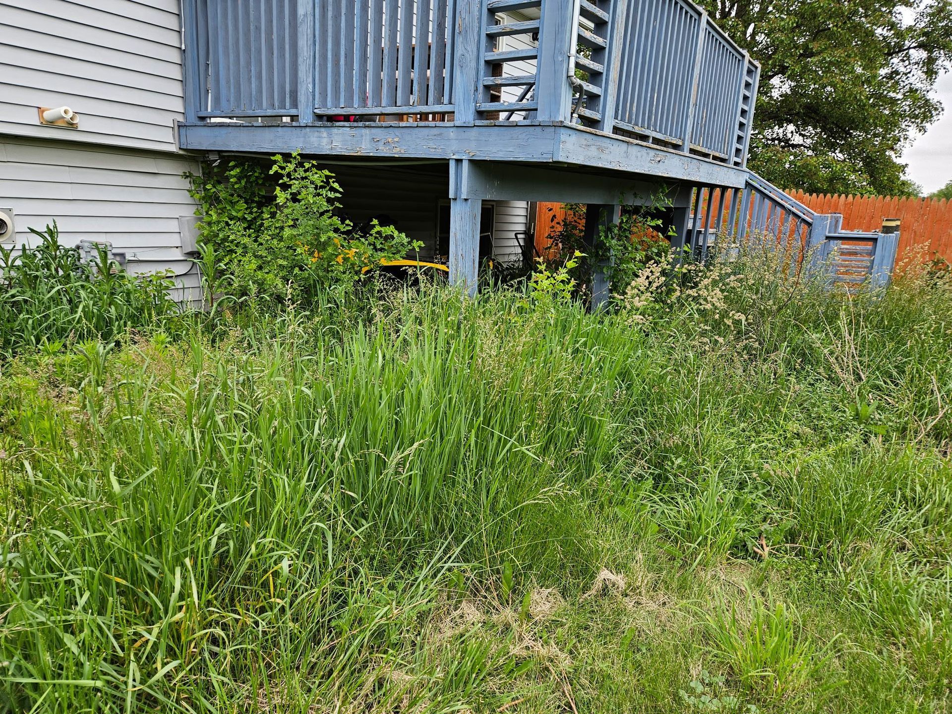 Overgrown yard with tall grass and weeds beneath a weathered blue wooden deck.