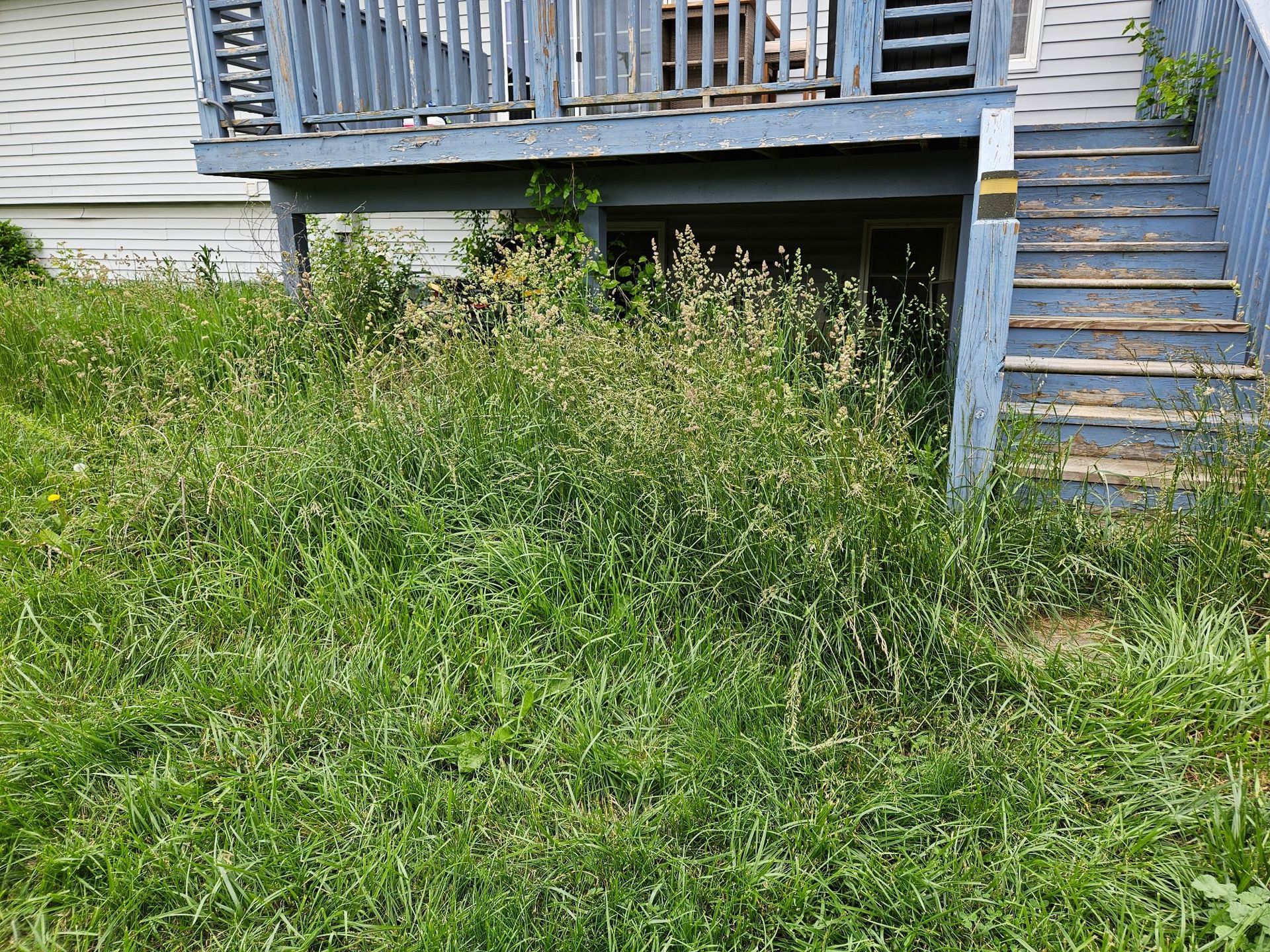 Overgrown weeds and grass in front of a blue wooden deck and stairs.