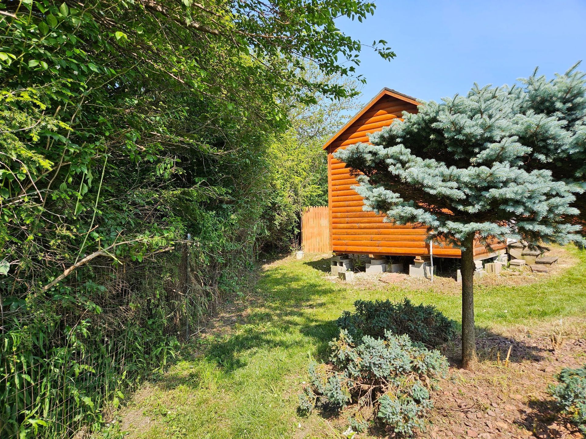 Wooden cabin next to a small blue-green pine tree. Sunny day with grassy area and dense green foliage.